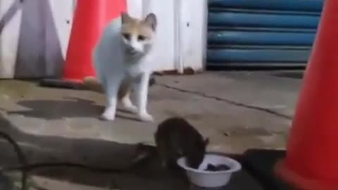 Out Of Imagination...Rat Is Stealing Food From Cat