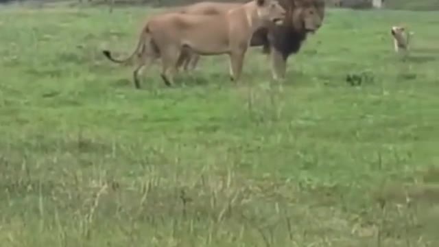 The dog repels a lion