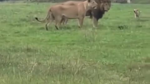 The dog repels a lion