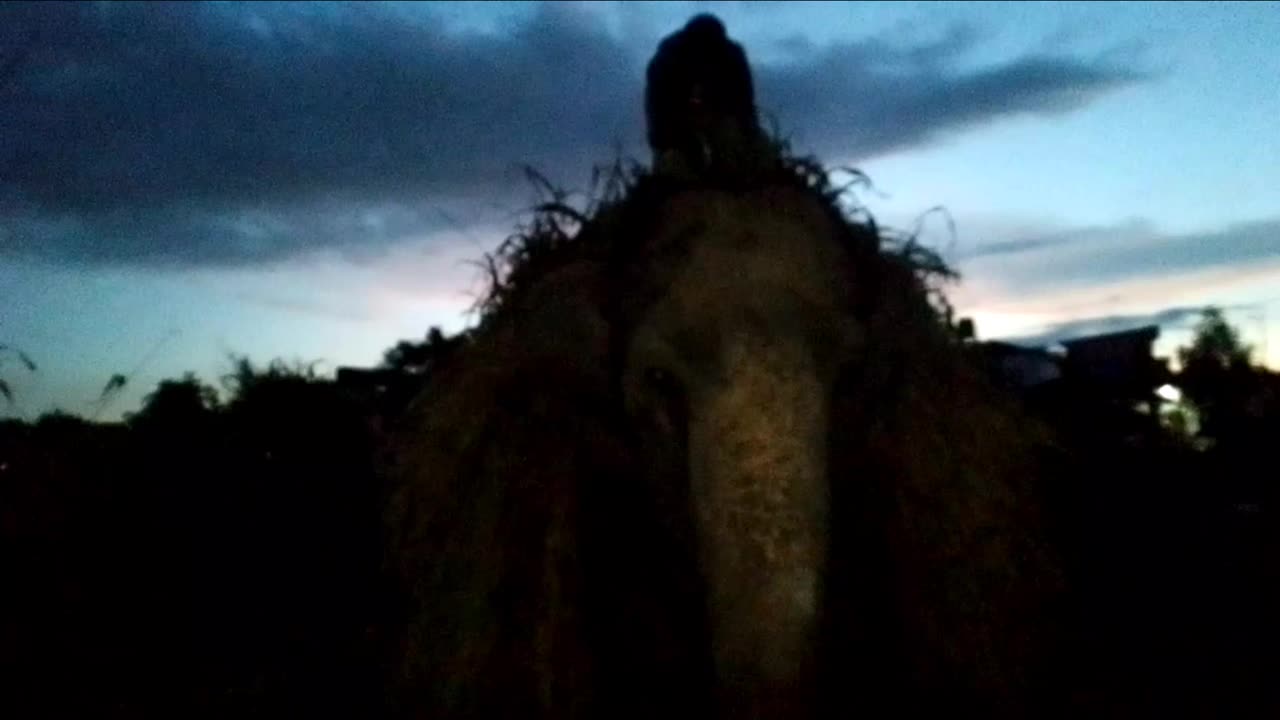 My first vlogs elephant grash kating start