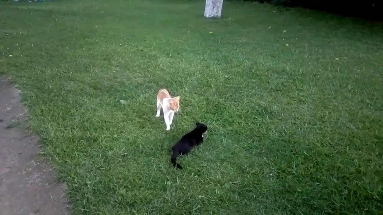 brutal cat fight cats