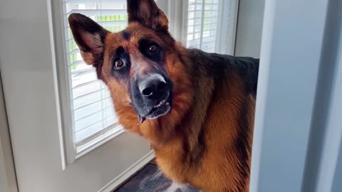 Why German Shepherds are the FUNNIEST DOGS