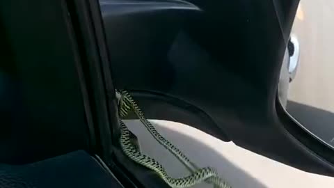 The Snake In Cars | The Best Amazing Videos | WOW OMG | CRAZY VIDEOS