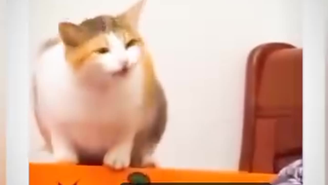 Funy cat