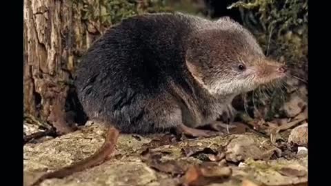 Baby Elephant Shrew