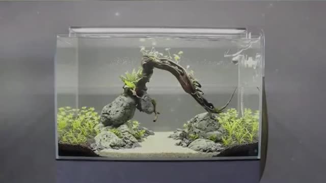 A fish tank that spans a tree on the river