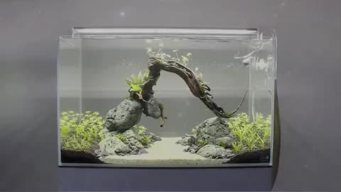 A fish tank that spans a tree on the river