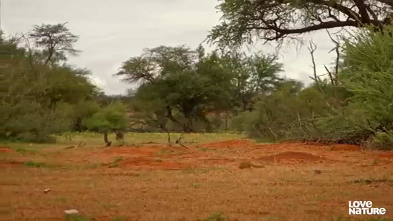 Cobra VS Mongoose | Love Nature