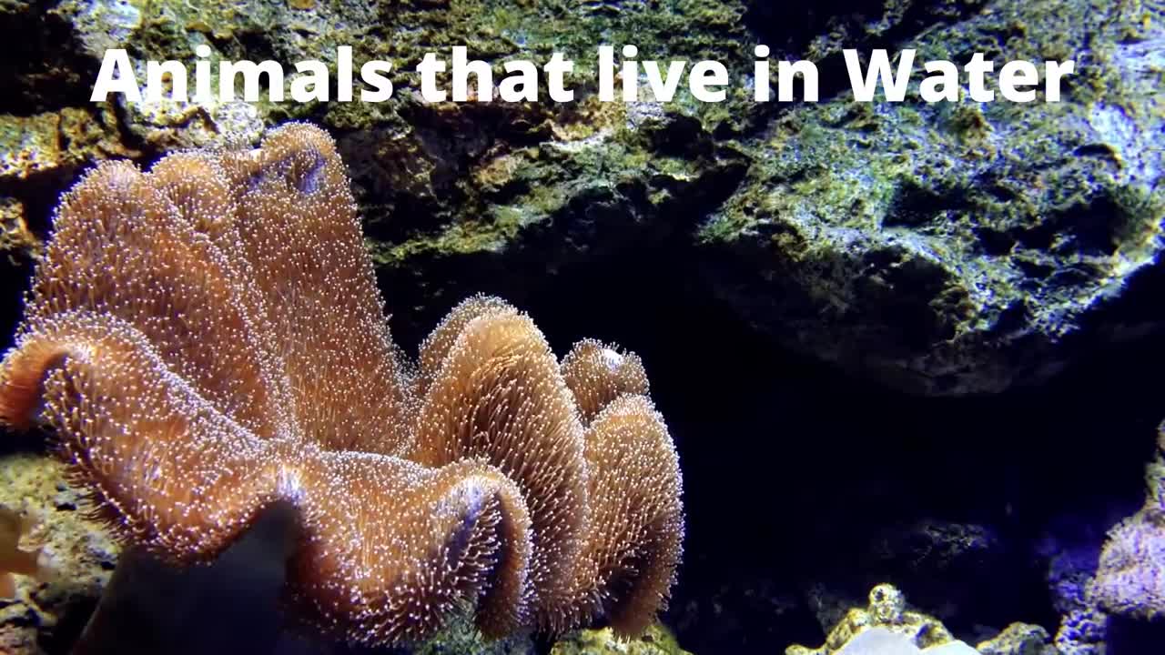 animals videos for kids