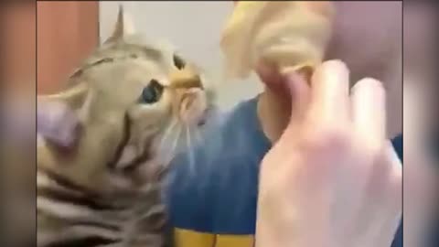 Angry Cat