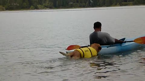 Dog bring the canoe