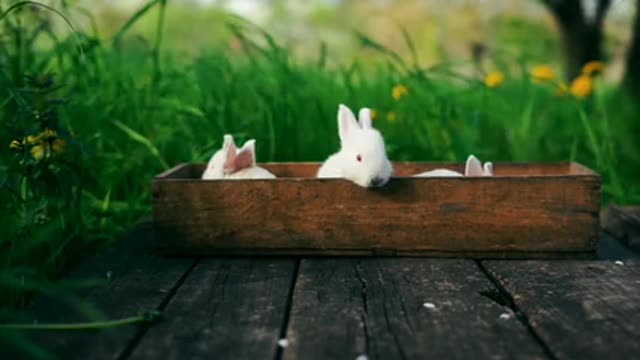 Rabbit 🐇🐰 qute video. Baby rabbit in garden.