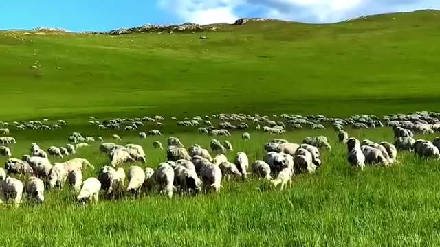 Blue sky, white sheep, this is the beautiful prairie