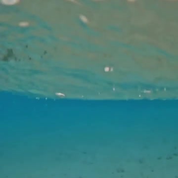 Tortoise In The Water #Tortoise_In_The_Water#animals_Nuture #tortoise #Recpect