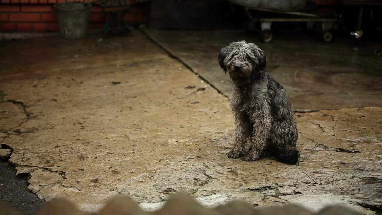 Sad Dog Under Rain