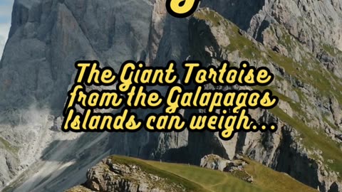 Animal Facts Giant Tortoise Weight #shorts