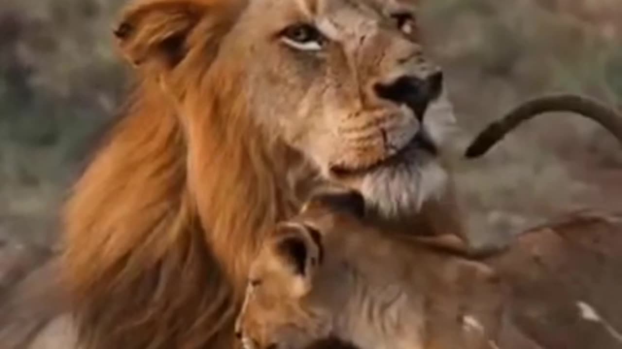 Facts about animals