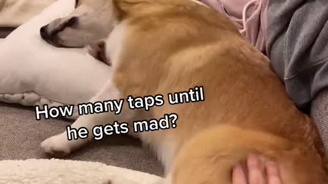 How Many Taps? | Tofu the Corgi