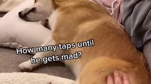 How Many Taps? | Tofu the Corgi