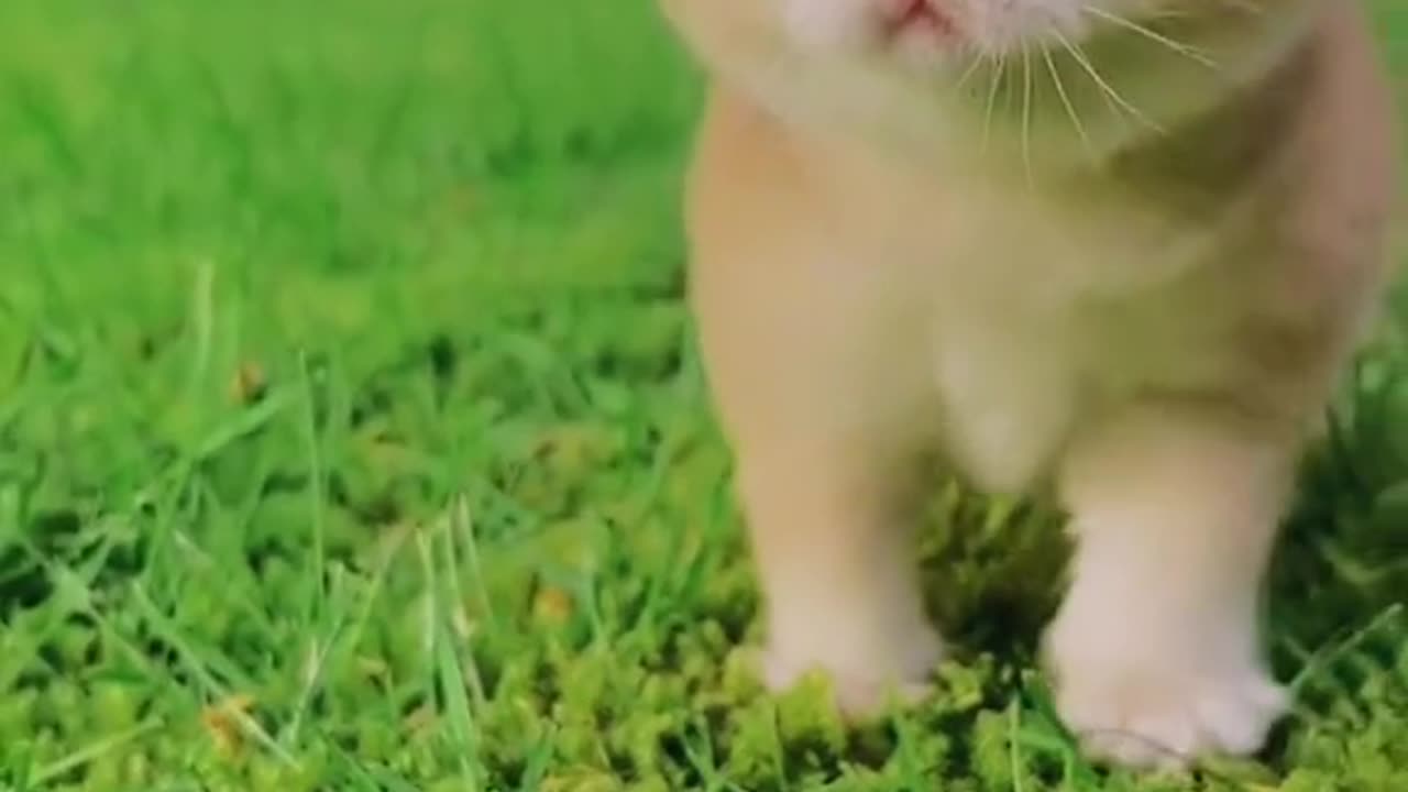 Cat and animal cute pet playing