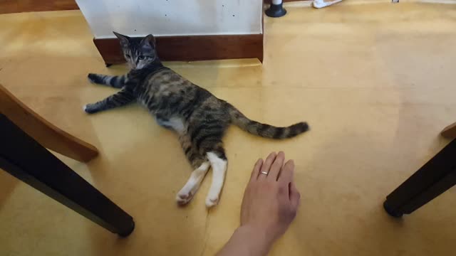 Please play with me