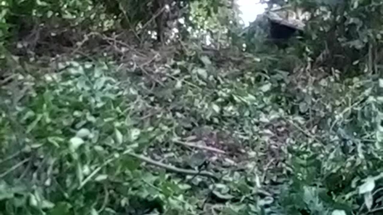 Words Are Weapons and Bush Axes are Awesome!