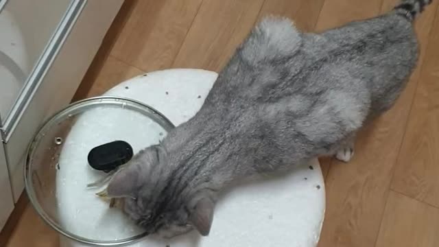 Cat eating anchovies