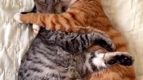 Cuddly Cat Couple