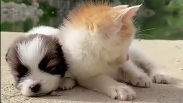 Cat Plays With Chicks and Puppy