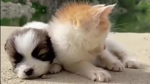 Cat Plays With Chicks and Puppy