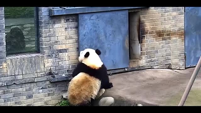 naughty red panda