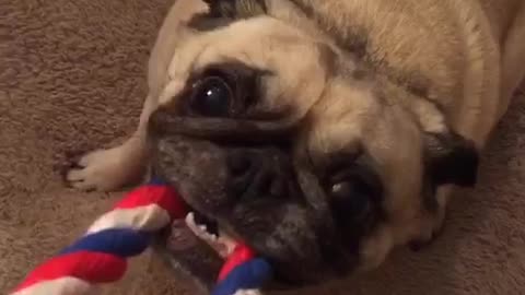 Pug plays tug of war with red toy