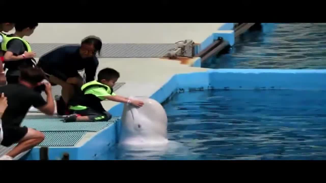 Funny dolphin video