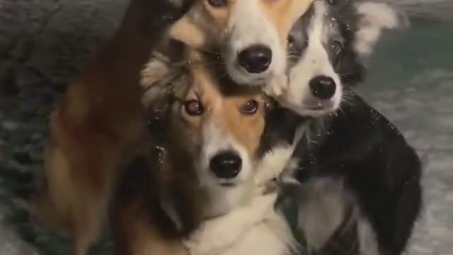 These three dogs are so cute when they pose