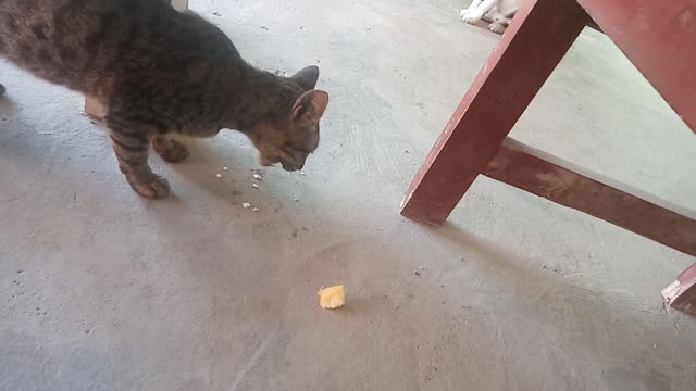 Memberi makan kucing