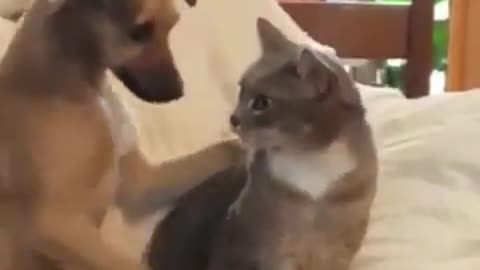Dog petting the cat.. 😅