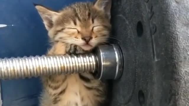 Cat lover club ..