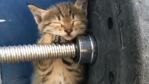 Cat lover club ..