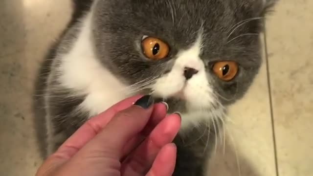 Cat humorously grunts in excitement for treat