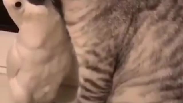 Kitten and parrot caught dating each other | Funny video