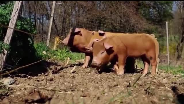 Animals Getting Shocked with Funny Sound Effects!!