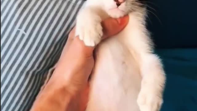 Funny Kitten Video Episode III