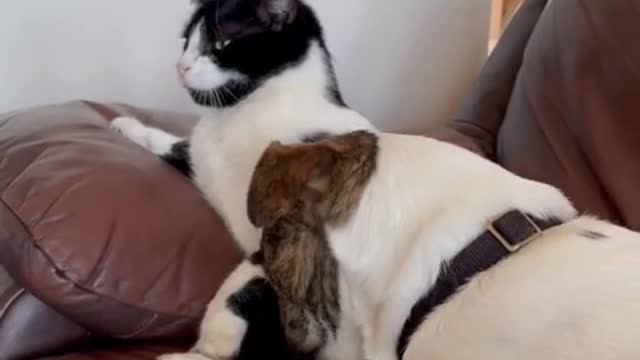 Dog wants to clean cats face!