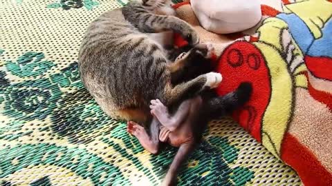 very cute cat and monkey playing