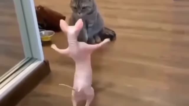 Cat_funny_video___Cat_and_Rat____Friend 😍😍