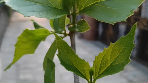 Green leaf 🌿 with beautiful day😍