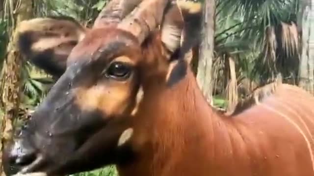 Bongo Antelope!