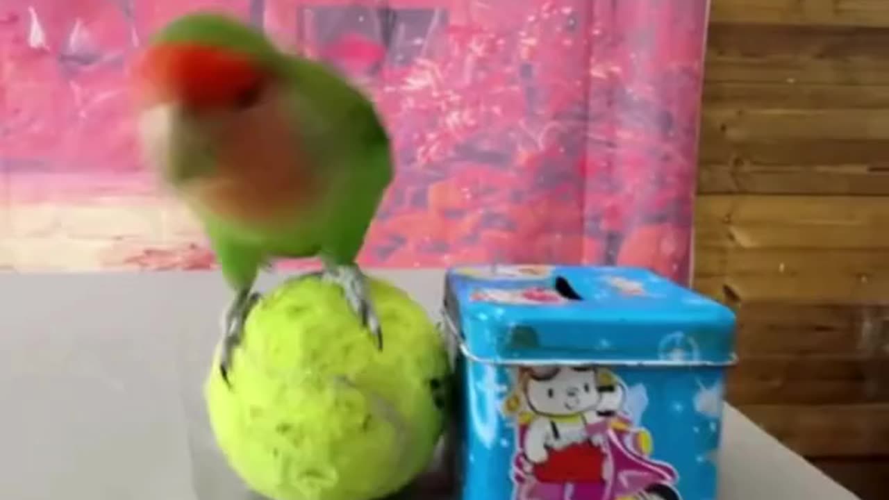 Well-trained parrot opens its cage, plays, and even closes the gate! 🦜💡