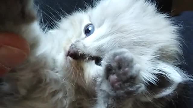 kitten lying on person