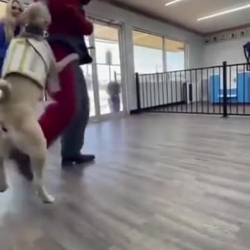 Very well trained dog